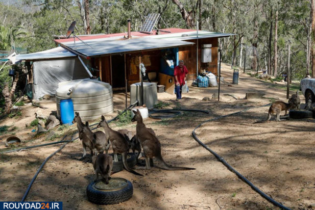 نجات بچه کانگوروها