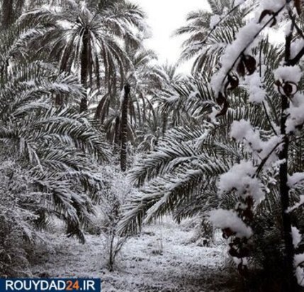 بارش برف در بغداد