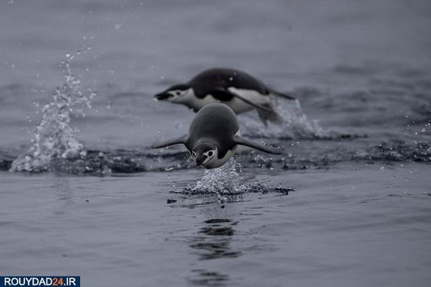 تصاویری از سرزمین زیبای قطب جنوب