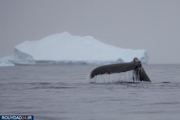 تصاویری از سرزمین زیبای قطب جنوب