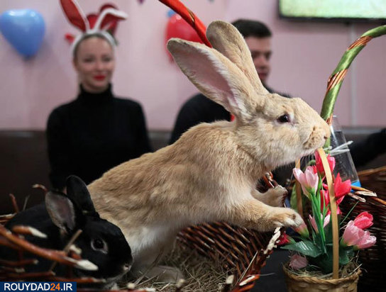 عکسهای روز ولنتاین در اطراف جهان