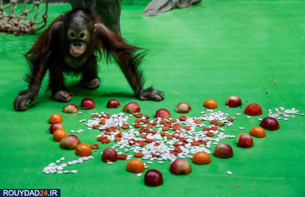 عکسهای روز ولنتاین در اطراف جهان