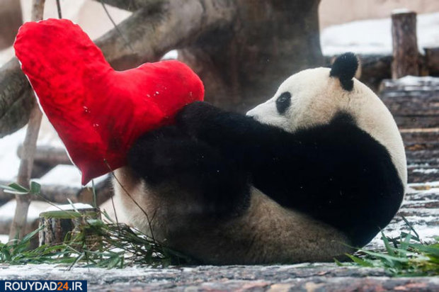 عکسهای روز ولنتاین در اطراف جهان