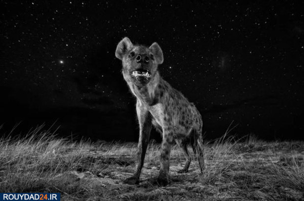 عکس‌های برتر جشنواره عکاسی سونی از سال 2012 تتا 2017