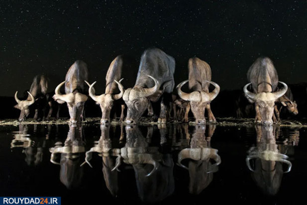 عکس‌های برتر جشنواره عکاسی سونی از سال 2012 تتا 2017