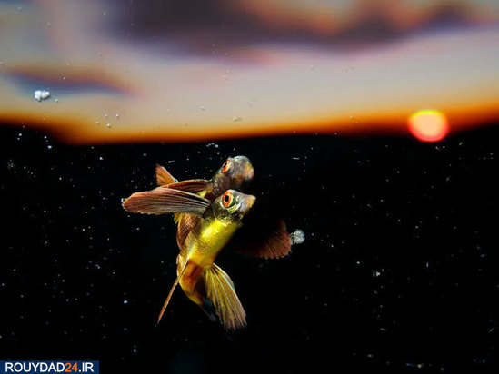 عکس‌های برتر جشنواره عکاسی سونی از سال 2012 تتا 2017