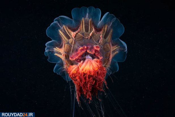 عکس‌های برتر جشنواره عکاسی سونی از سال 2012 تتا 2017