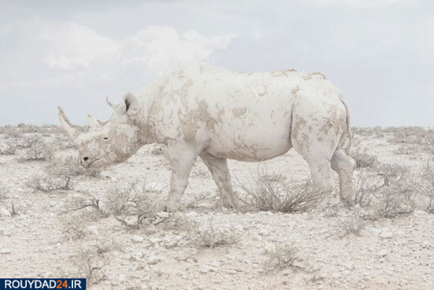 عکس‌های برتر جشنواره عکاسی سونی از سال 2012 تتا 2017