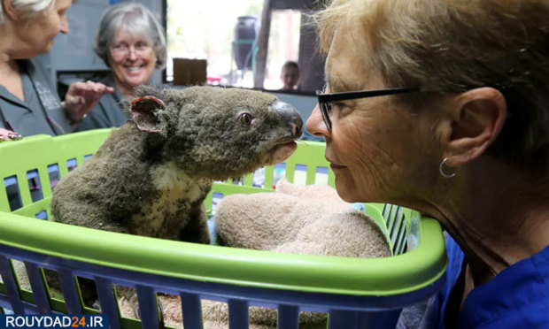 کوالاها در آتش