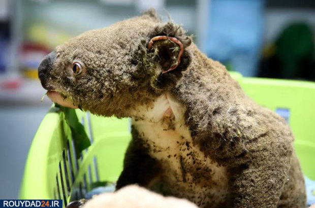 کوالاها در آتش