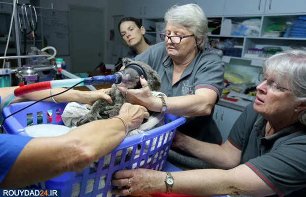 کوالاها در آتش