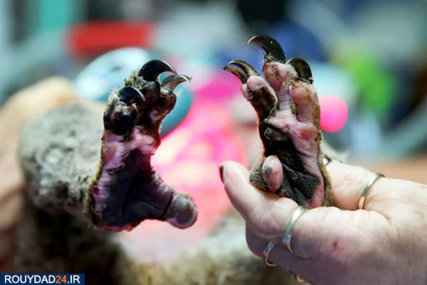 کوالاها در آتش