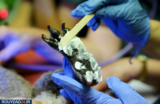 کوالاها در آتش