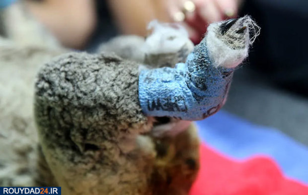 کوالاها در آتش