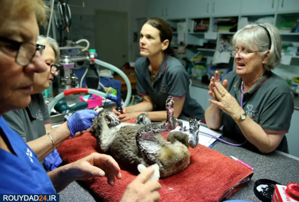 کوالاها در آتش