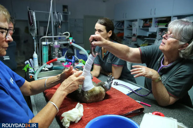 کوالاها در آتش