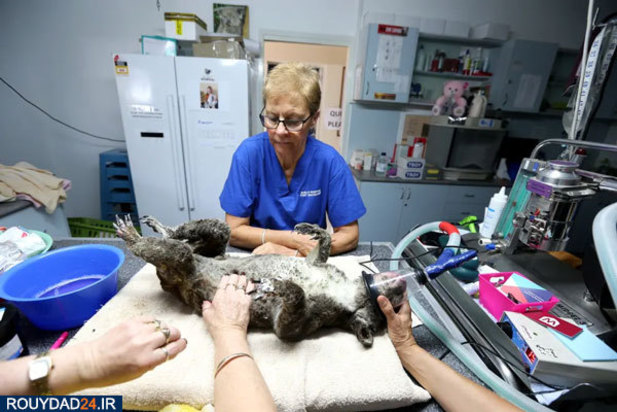 کوالاها در آتش