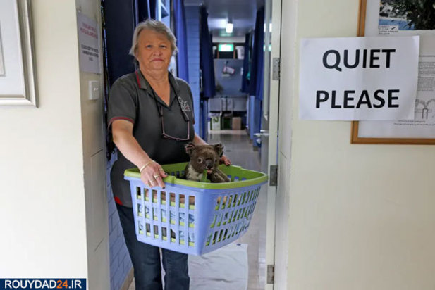 کوالاها در آتش