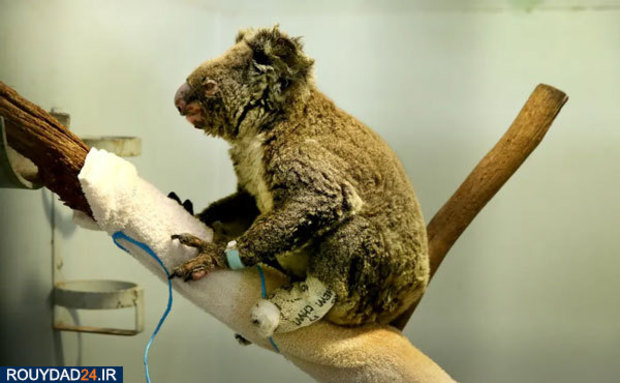 کوالاها در آتش