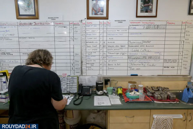 کوالاها در آتش