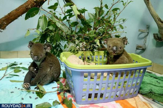 کوالاها در آتش