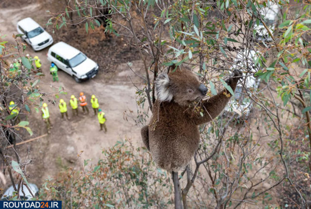 کوالاها در آتش