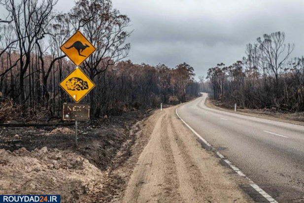 کوالاها در آتش