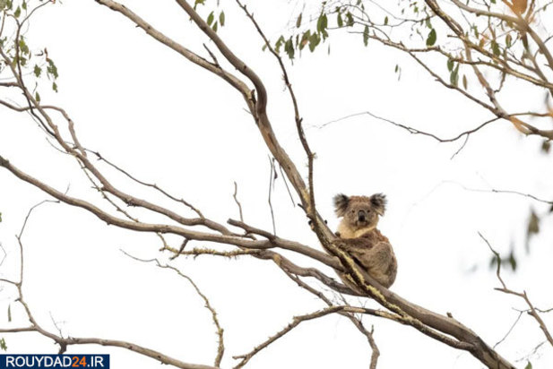 کوالاها در آتش