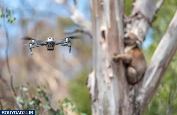 کوالاها در آتش