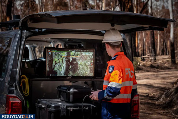 کوالاها در آتش