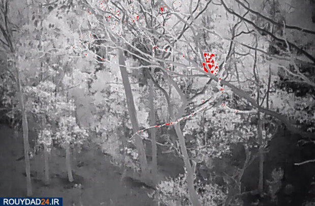 کوالاها در آتش