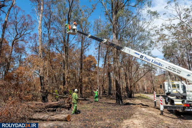 کوالاها در آتش
