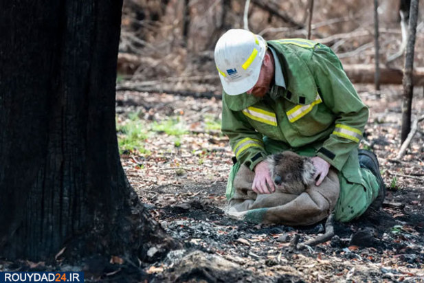 کوالاها در آتش