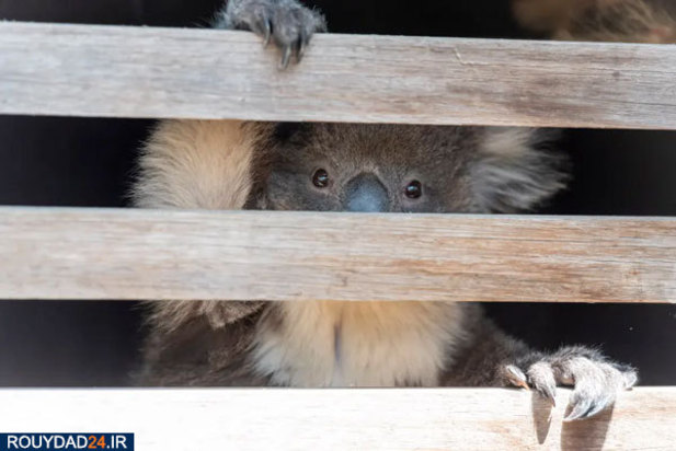 کوالاها در آتش