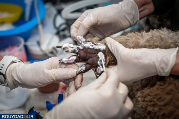 کوالاها در آتش