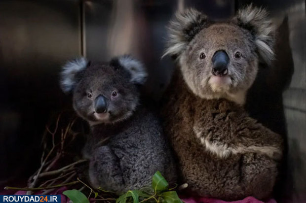 کوالاها در آتش