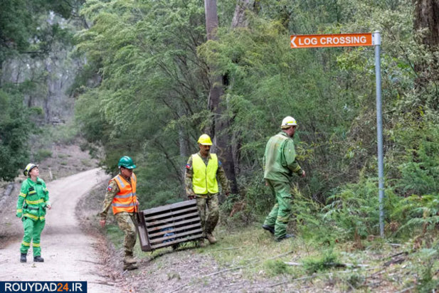 کوالاها در آتش
