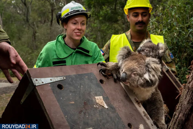 کوالاها در آتش