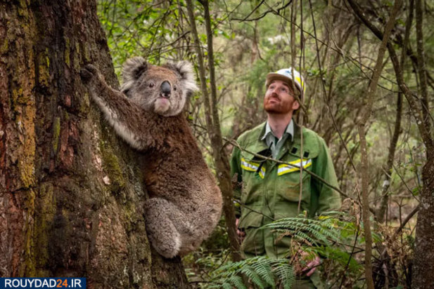 کوالاها در آتش