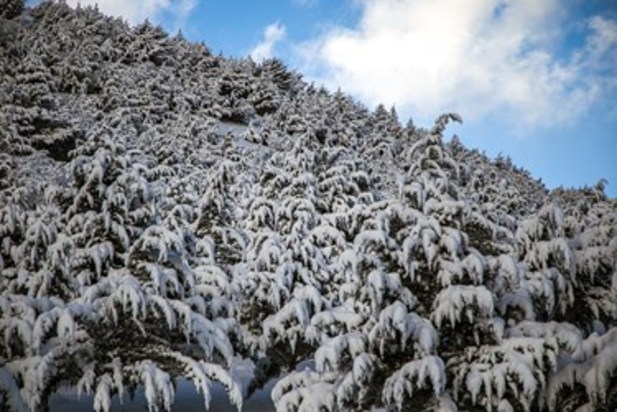 طبیعت زمستانی سنندج