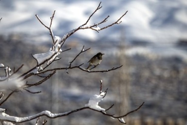 طبیعت زمستانی سنندج