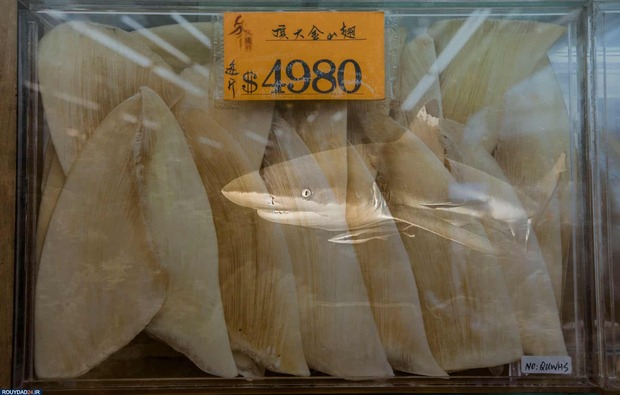 برندگان عکاسی زیر آب2020