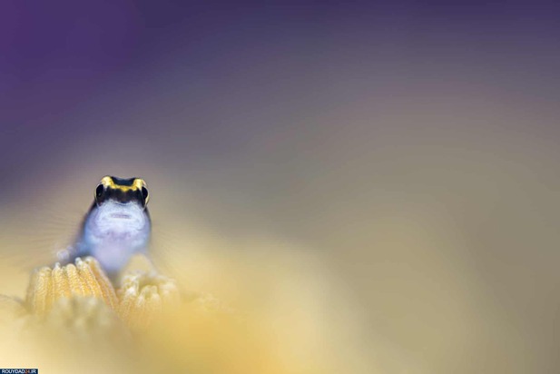 برندگان عکاسی زیر آب2020