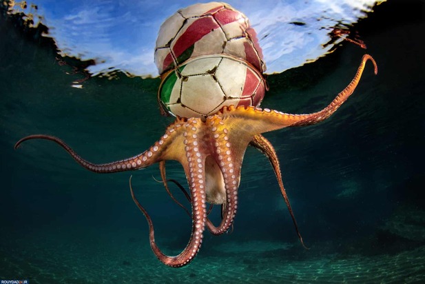 برندگان عکاسی زیر آب2020