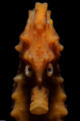 برندگان عکاسی زیر آب2020