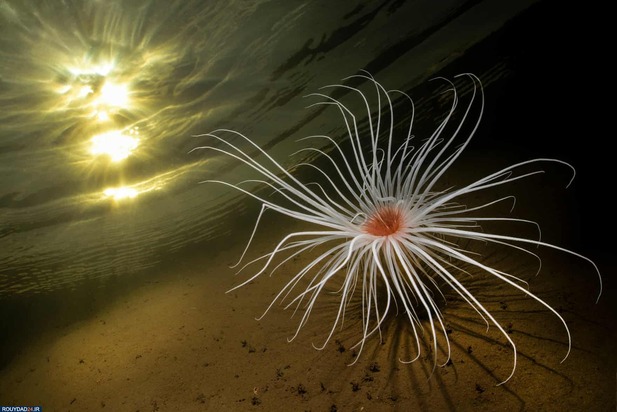 برندگان عکاسی زیر آب2020