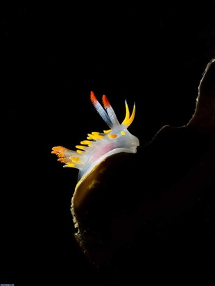 برندگان عکاسی زیر آب2020