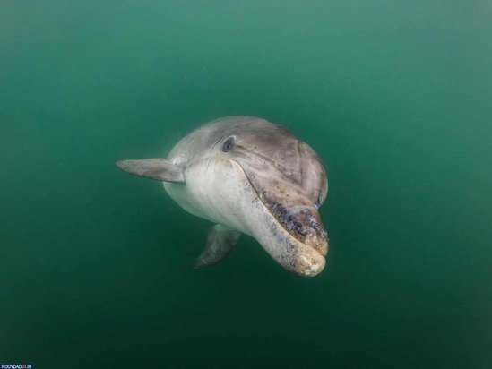 برندگان عکاسی زیر آب2020