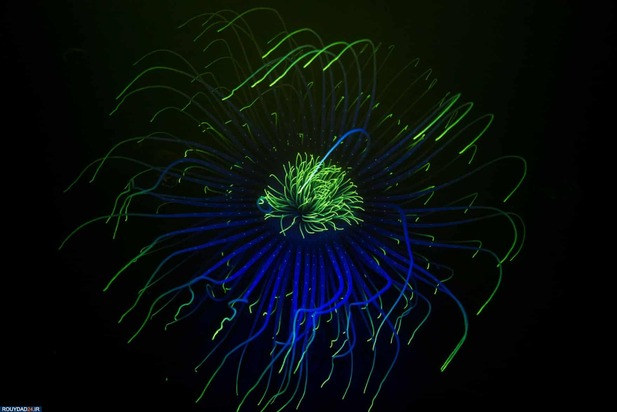 برندگان عکاسی زیر آب2020