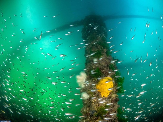 برندگان عکاسی زیر آب2020